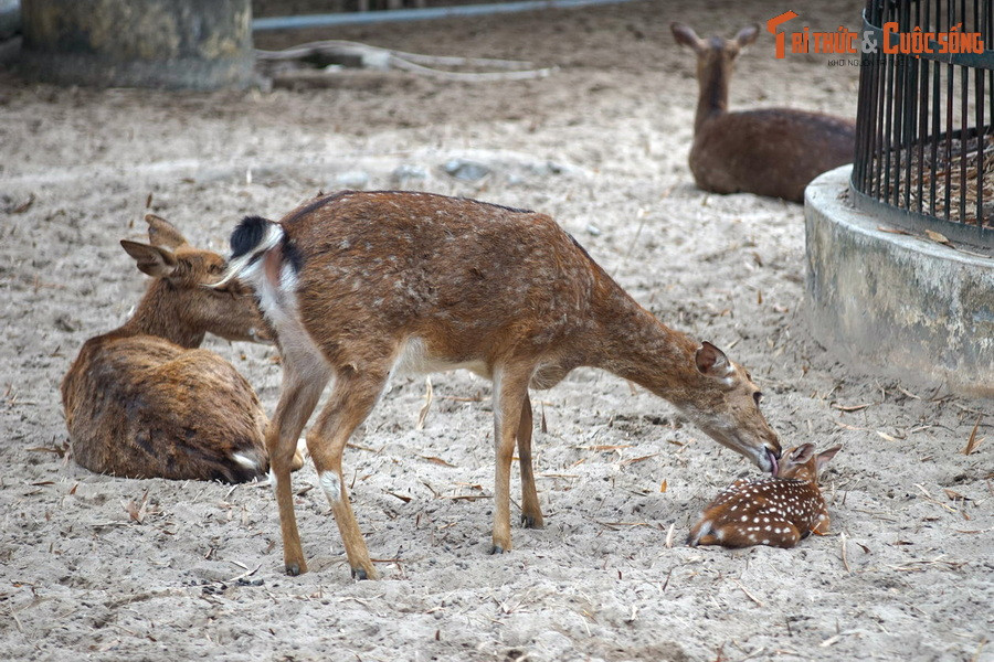 Một số loài định cư trên đất Công viên Thủ Lệ đã sinh sản tốt, khẳng định những đóng góp của Vườn thú Hà Nội trong công tác bảo vệ nguồn gene quý hiếm của đất nước.