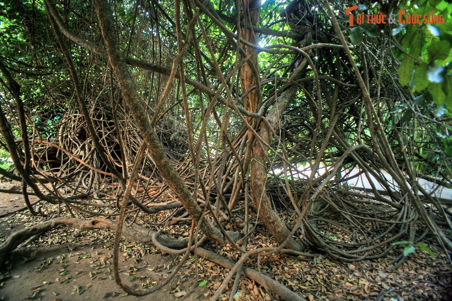 Có thể nói, cây cổ thụ này chính là một “báu vật sống”, gắn liền với lịch sử hình thành và phát triển của Sài Gòn – TP HCM.