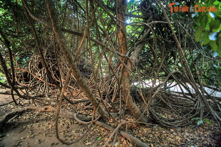 Có thể nói, cây cổ thụ này chính là một “báu vật sống”, gắn liền với lịch sử hình thành và phát triển của Sài Gòn – TP HCM.