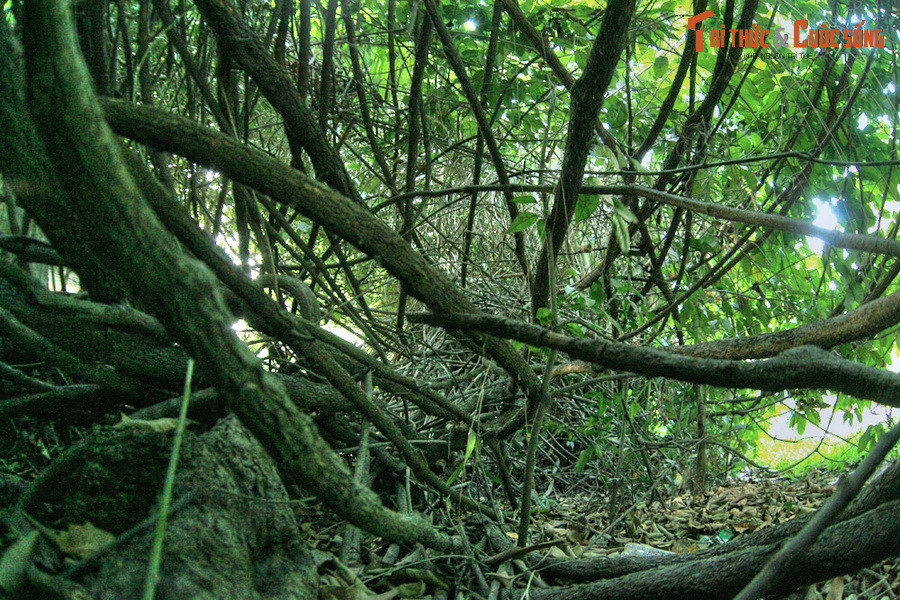 Tất cả các nhánh này đều thuộc về cùng một cây, rất khó để xác định đâu là gốc cây chính.