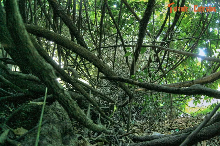 Tất cả các nhánh này đều thuộc về cùng một cây, rất khó để xác định đâu là gốc cây chính.