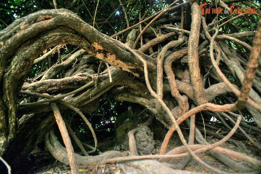 Trên phương diện khoa học, cây gùi có danh pháp hai phần là Willughbeia edulis, là loài cây bản địa của khu vực Nam Á và Đông Nam Á.