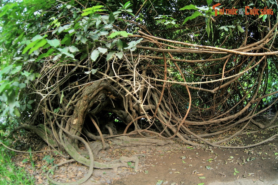Cạnh khu chuồng nuôi hổ trắng của Thảo Cầm Viên Sài Gòn có một cây gùi cổ thụ hình dáng hết sức lạ mắt.