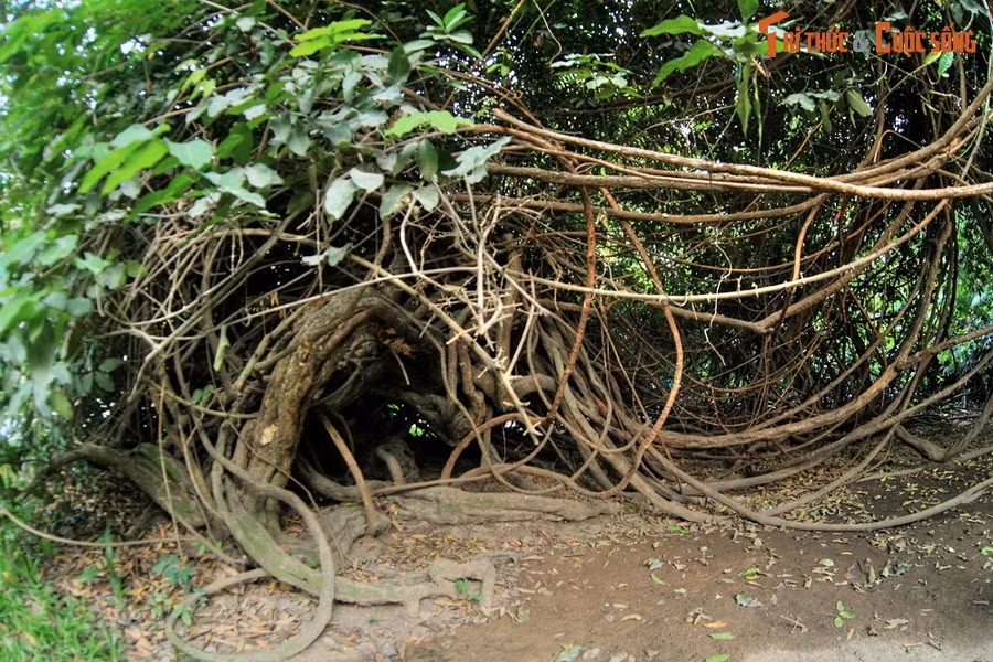 Cạnh khu chuồng nuôi hổ trắng của Thảo Cầm Viên Sài Gòn có một cây gùi cổ thụ hình dáng hết sức lạ mắt.