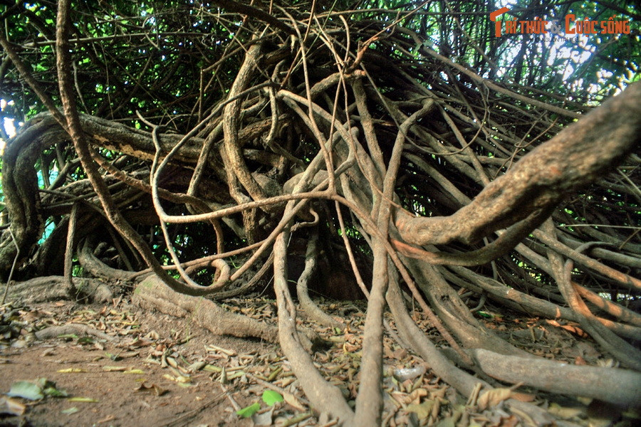Chính vì vậy, các nhân viên chăm sóc cây xanh của Thảo Cầm Viên xem đây như là “cây thần”, dành cho cây sự quan tâm đặc biệt để sự sinh tồn và phát triển của cây luôn được bảo đảm.
