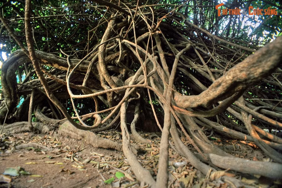 Chính vì vậy, các nhân viên chăm sóc cây xanh của Thảo Cầm Viên xem đây như là “cây thần”, dành cho cây sự quan tâm đặc biệt để sự sinh tồn và phát triển của cây luôn được bảo đảm.