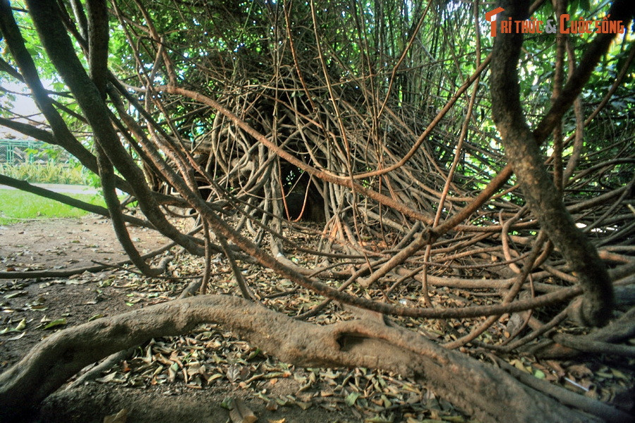 Cây có dạng dây leo um tùm, tổng chiều dài phải đến hàng trăm mét, bao phủ cả một khoảng sân rộng lớn.