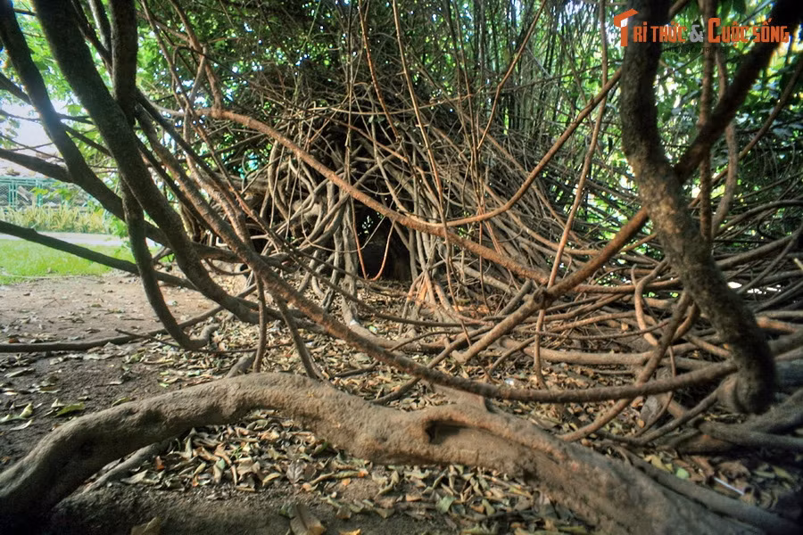 Cây có dạng dây leo um tùm, tổng chiều dài phải đến hàng trăm mét, bao phủ cả một khoảng sân rộng lớn.