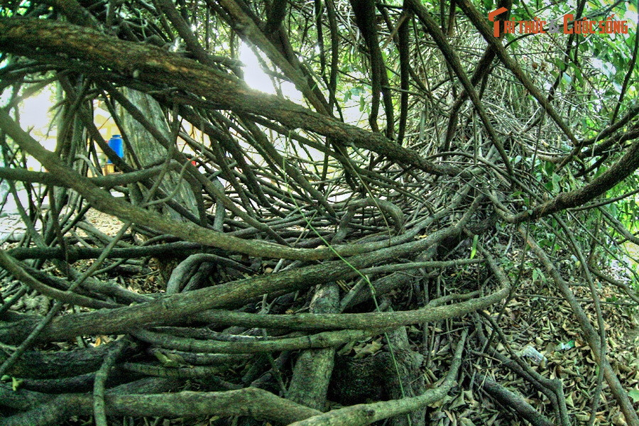 Cây gùi cổ thụ này có tuổi chưa được xác định, nhưng phải trên 150 năm vì cây đã có từ trước khi Thảo Cầm Viên được quy hoạch.