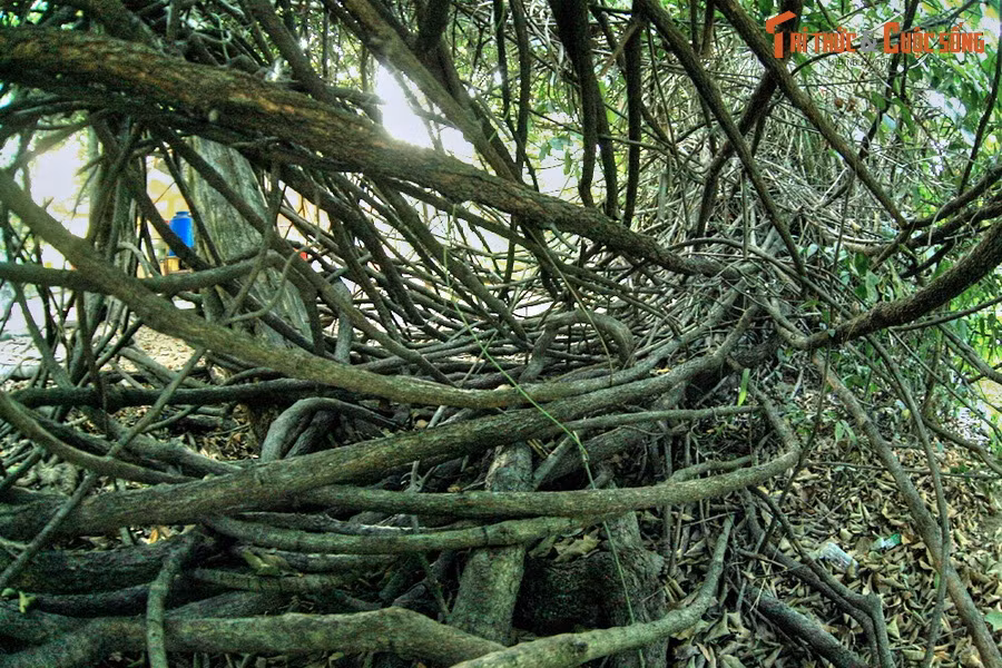 Cây gùi cổ thụ này có tuổi chưa được xác định, nhưng phải trên 150 năm vì cây đã có từ trước khi Thảo Cầm Viên được quy hoạch.