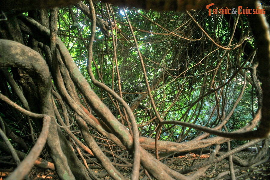 Cây gùi trong Thảo Cầm Viên có thể chính là đại diện duy nhất và cuối cùng của rừng nguyên sinh xưa còn lại.