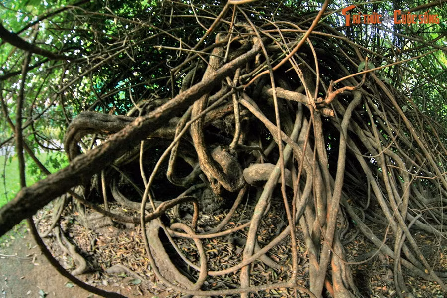 Cách đây hai thế kỷ, vùng đô thị TP HCM vẫn là một khu rừng nguyên sinh lớn. Theo thời gian, sự khai phá của người Pháp khiến rất nhiều thảm thực vật đặc hữu bị dẹp bỏ.