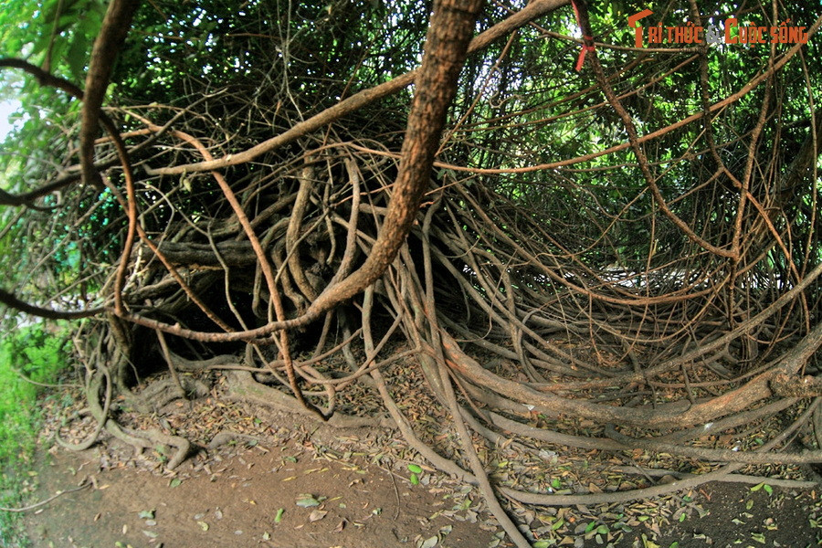 Đây là một trong số ít loài cây dây leo cho quả ăn được ở Đông Nam Á. Quả gùi có màu vàng, hương vị thơm ngon, là loại quả được ưa chuộng ở một số nước trong khu vực.