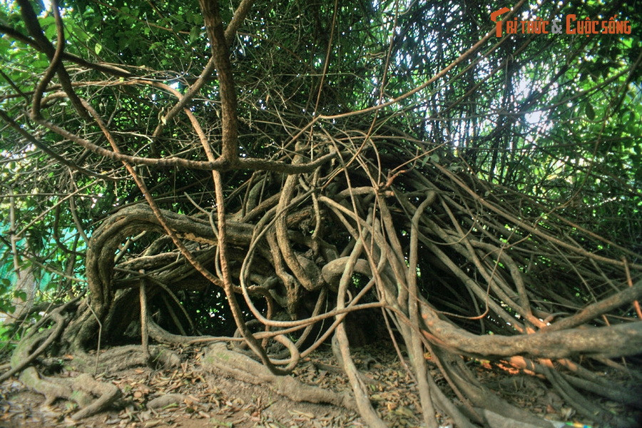 Vô số nhánh của cây đan bện vào nhau như một khối bùi nhùi khổng lồ. Nhiều nhánh cây to ngang bắp chân người lớn.