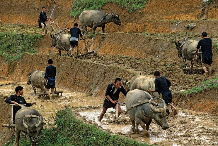 Người H'Mông Đen làm đồng áng trên ruộng bậc thang ở Sa Pa.