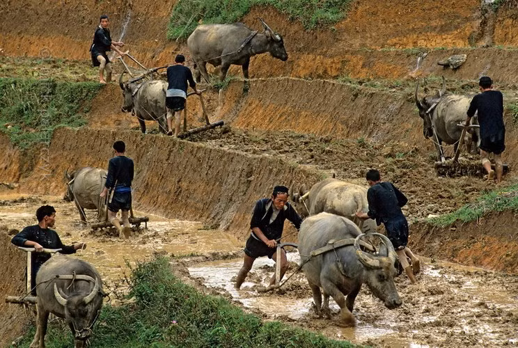 Người H'Mông Đen làm đồng áng trên ruộng bậc thang ở Sa Pa.