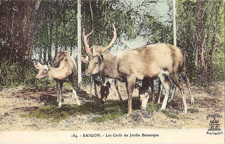 Những con nai trong Thảo Cầm Viên.