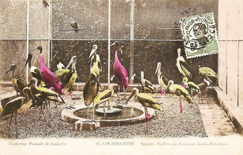 Chuồng nuôi chim cò các loại.