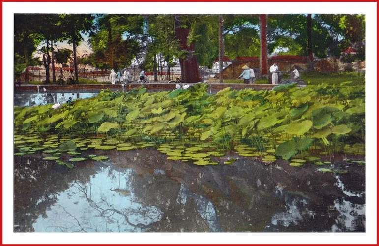 Sen mọc trên mặt hồ.