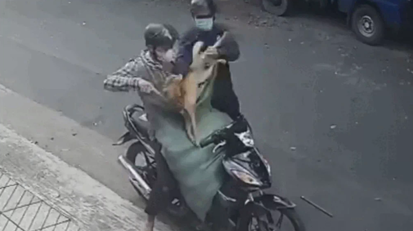 Tại cơ quan điều tra, cả hai khai nhận hành vi. Theo đó, Tiến được Trần Phương Quang rủ tham gia đi bắn trộm chó để đem bán cho các lò tiêu thụ lấy tiền tiêu xài.