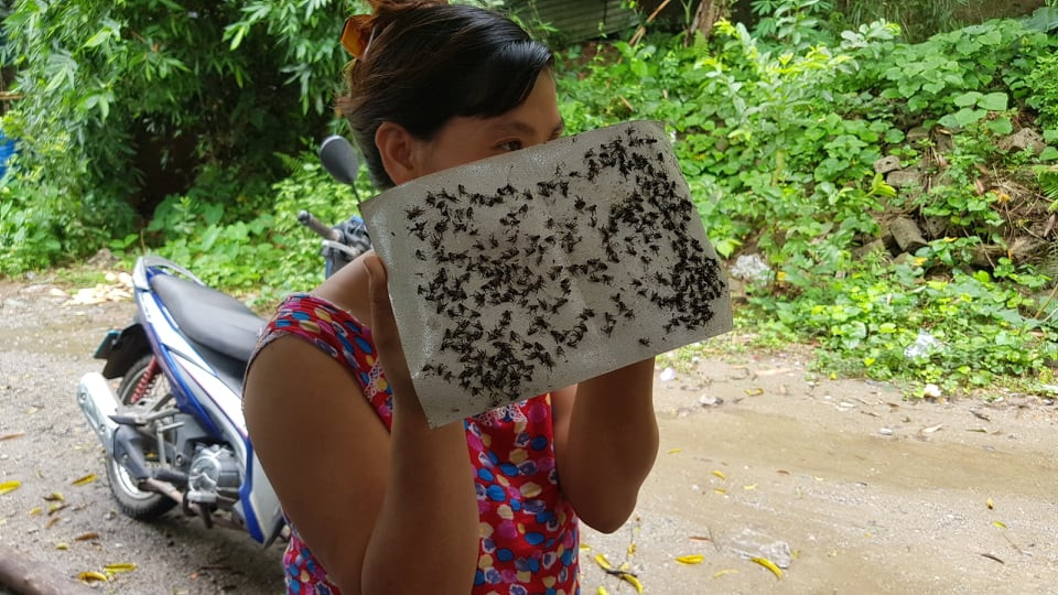 Khon kho vi ruoi nhang, mui hoi thoi tu du an xu ly chat thai cong ty Indevco-Hinh-7