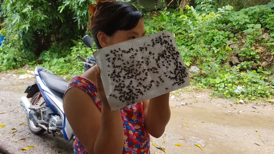 Khon kho vi ruoi nhang, mui hoi thoi tu du an xu ly chat thai cong ty Indevco-Hinh-7