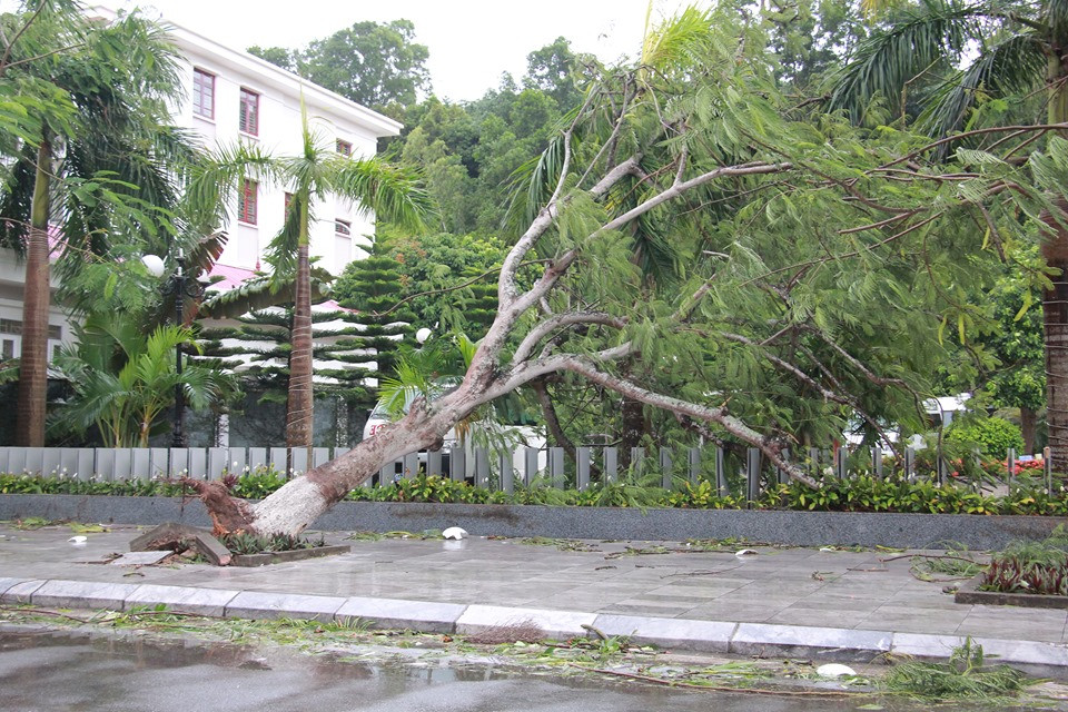 Và bật gốc trên các tuyến đường du lịch ven biển Đồ Sơn.