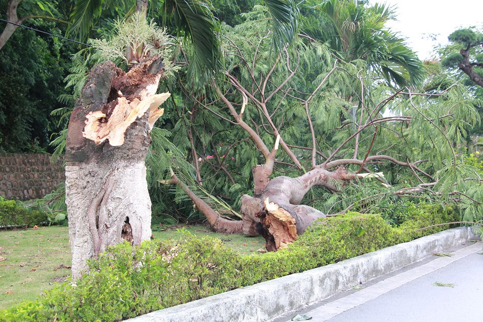 Một cây phượng bị sâu thân bị bão quật đổ.