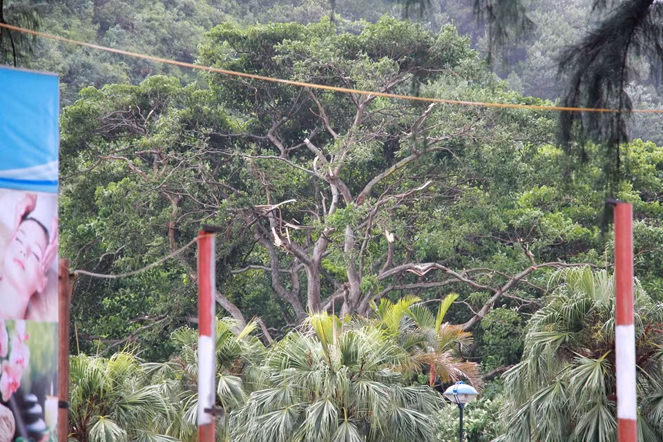 Và tan tác do gió bão.