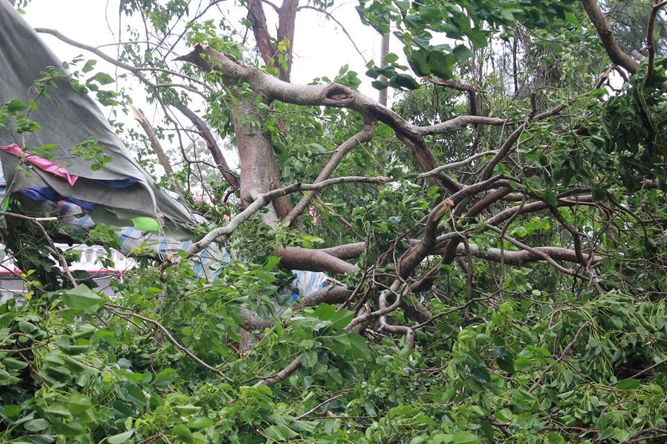 Chủ tịch UBND quận Đồ Sơn Hoàng Xuân Minh cho biết, bão ảnh hưởng đến khu vực quận Đồ Sơn vào khoảng 3h sáng và khiến cây cối bị đổ. Tuy nhiên, rất may không gây thiệt hại về người và tài sản khác.