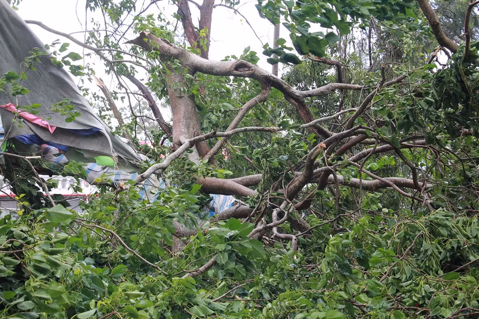 Chủ tịch UBND quận Đồ Sơn Hoàng Xuân Minh cho biết, bão ảnh hưởng đến khu vực quận Đồ Sơn vào khoảng 3h sáng và khiến cây cối bị đổ. Tuy nhiên, rất may không gây thiệt hại về người và tài sản khác.