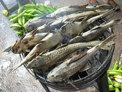 Cá dọn bể. Giống như cái tên, cá dọn bể thường dùng để dọn bể do chúng là loài ăn tạp, có thể ăn cá chết, phân của các loài khác trong bể. Quá trình trao đổi chất của cá rất chậm nên cơ thể cá dọn bể có thể tích tụ lượng lớn chất độc, kí sinh trùng và kim loại nặng.