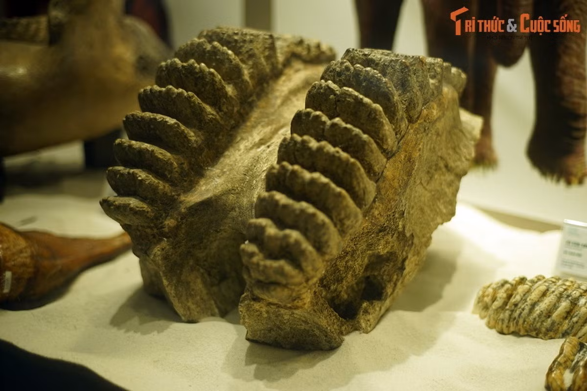 Hóa thạch răng voi răng kiếm Stegodon orientalis, sống tại thế Pleistocene muộn, cách đây 40.000 - 15.000 năm, tìm thấy trong trầm tích hang động tại huyện Tuần Giáo, tỉnh Điện Biên, Việt Nam.