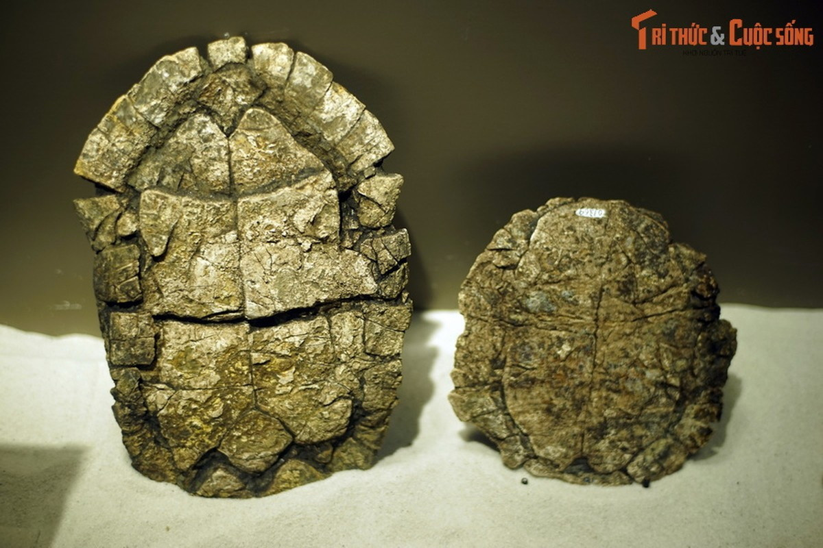 Hóa thạch rùa Na Dương (chi Banhxeochelys).