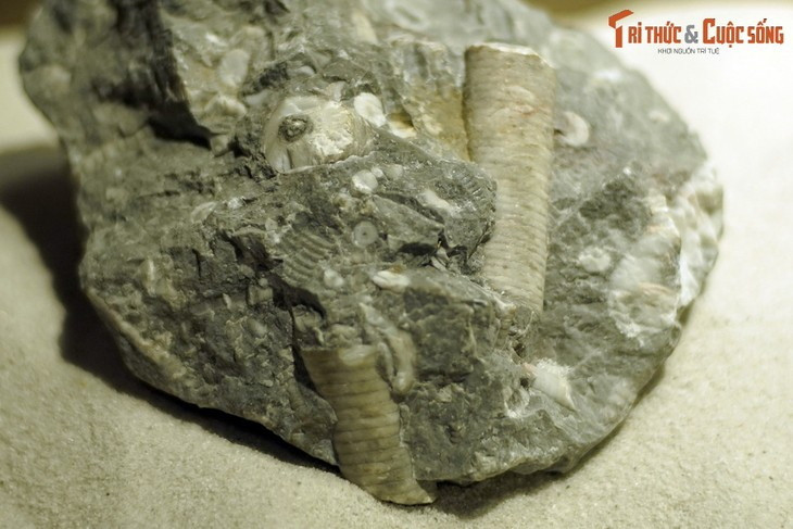 Hóa thạch huệ biển sống ở kỷ Permi, khoảng 300 triệu năm trước, tìm thấy tại Hà Giang.