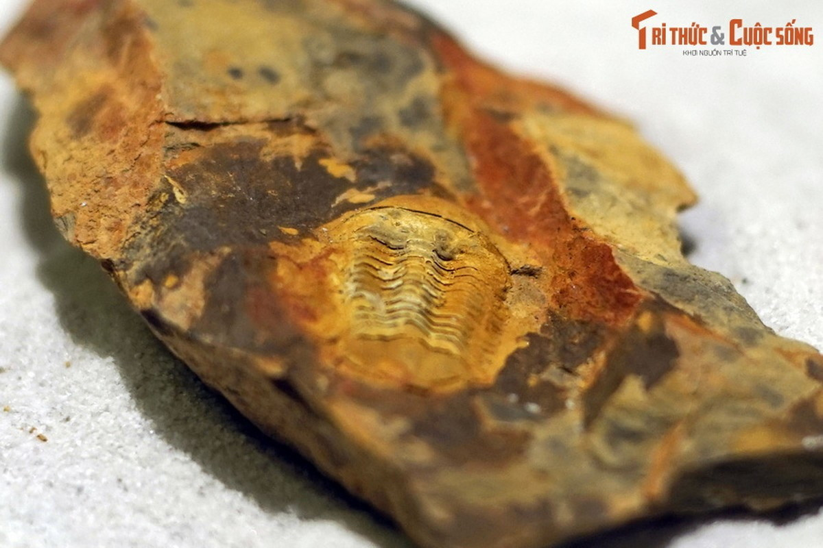 Hóa thạch bọ ba thùy Ductina vietnamica, tuổi Devon (383–359 triệu năm), phát hiện tại tỉnh Bắc Kạn