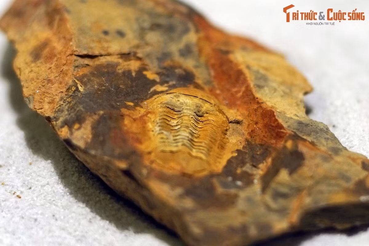 Hóa thạch bọ ba thùy Ductina vietnamica, tuổi Devon (383–359 triệu năm), phát hiện tại tỉnh Bắc Kạn