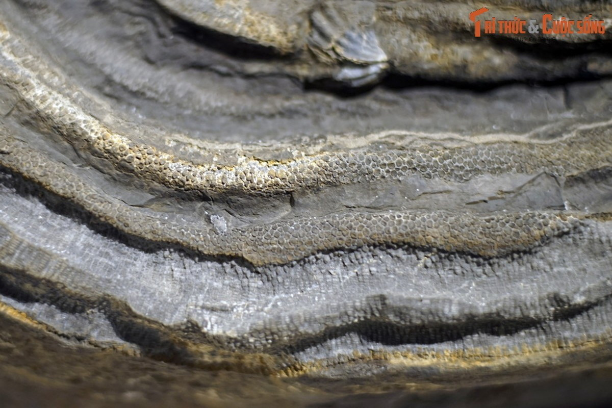 Hóa thạch san hô vách đáy, kỷ Devon (419-393 triệu năm trước), tìm thấy tại Tràng Xá, Võ Nhai, Thái Nguyên.