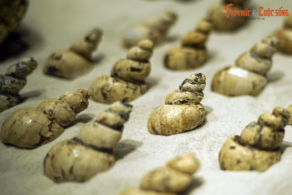Vỏ ốc nước ngọt hóa thạch được tìm thấy ở vùng trũng Na Dương.