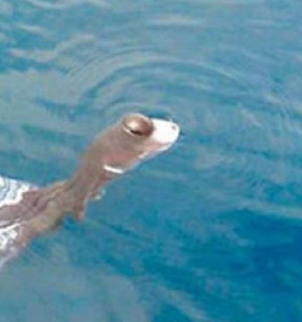 Người dân đồn đoán đây là một loài tâm linh, có khả năng cảnh báo sóng thần. Tuy nhiên, sau khi giới chuyên gia vào cuộc mới xác định được, thủy quái được nhắc đến chỉ là một sinh vật biển vô hại.