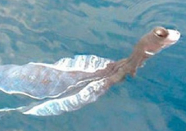 Nó là một loại mực, người dân Phú Quý vẫn thường gọi là mực ông cờ bởi màng cánh của nó giống lá cờ. Cứ vào mùa gió nam, loài này sẽ dạt vào bờ biển Phú Quý. Thịt của nó dai đến mức nấu mãi không chín. Người dân tin loài mực này gắn liền với tâm linh nên cũng không ăn nó bao giờ.