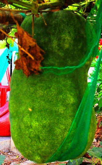 Dùng võng tự chế để giữ chặt bí đao trên giàn vì trọng lượng quá nặng.