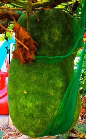 Dùng võng tự chế để giữ chặt bí đao trên giàn vì trọng lượng quá nặng.