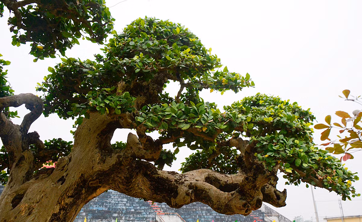 Phía trên ngọn cây xòe ra giống như hai bàn tay che chở cho các con.