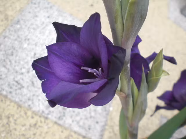 Vẻ đẹp lộng lẫy, mê đắm của hoa lay ơn tím. Ảnh: NanLan/thivien.net.