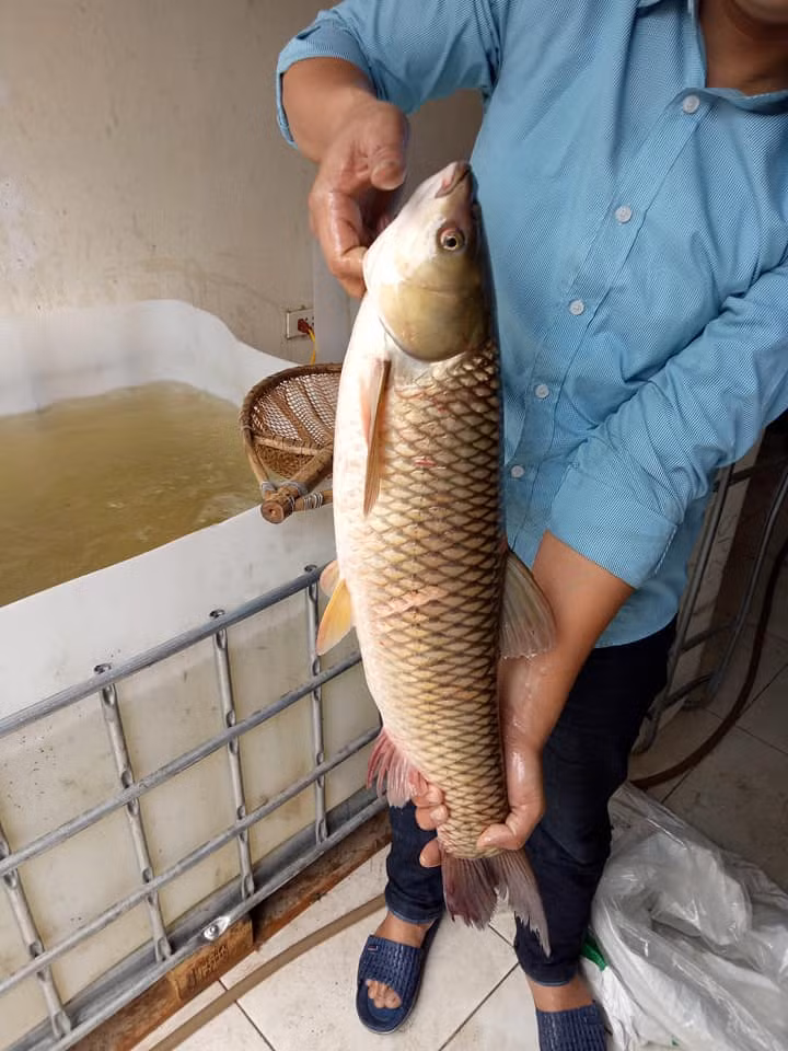 Tăng giá nhiều nhất trong đầu năm nay chính là một số loại cá phục vụ cho nhu cầu ăn lẩu như: Cá trắm nguyên con có giá bán từ 70.000 – 90.000 đồng/kg tùy theo con to hay nhỏ. Cá trắm cắt khúc 100.000 - 120.000 đồng/kg. Tính chung cá trắm đã tăng giá khoảng 30.000 – 40.000 đồng/kg so với ngày thường.