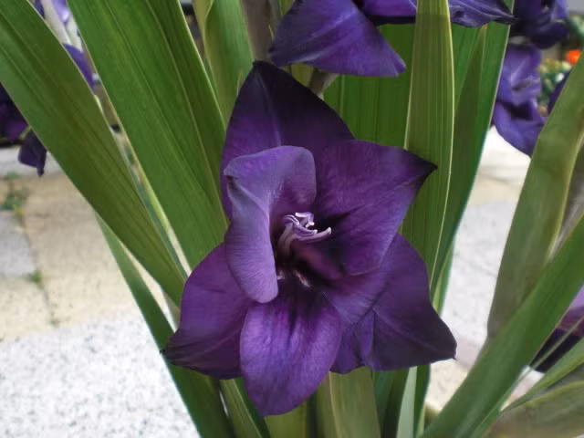 Đây là loại lay ơn có màu khá độc do trước nay người dân chỉ quen với hoa lay ơn trắng, đỏ, vàng, hồng. Ảnh: NanLan/thivien.net.