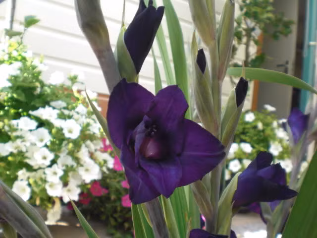 Theo FB Thanh Nguyễn, giống hoa lay ơn tím này khá hiếm hoi và chỉ có nguồn gốc ở xã Lê lợi, huyện Hoành Bồ, tỉnh Quảng Ninh. Ảnh: NanLan/thivien.net.