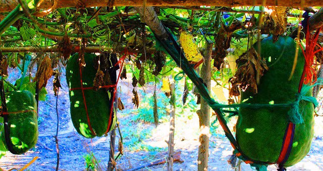 Theo nhiều người dân, giống bí đao này đã có từ lâu đời và để có loại nông sản đặc hữu này cũng nhờ vùng đất với thổ nhưỡng kỳ lạ tạo nên, không nơi nào có được. Tại đây, ba bề núi bao bọc, hướng mặt ra biển, đặc biệt bên dưới có được mạch nước ngầm tốt.