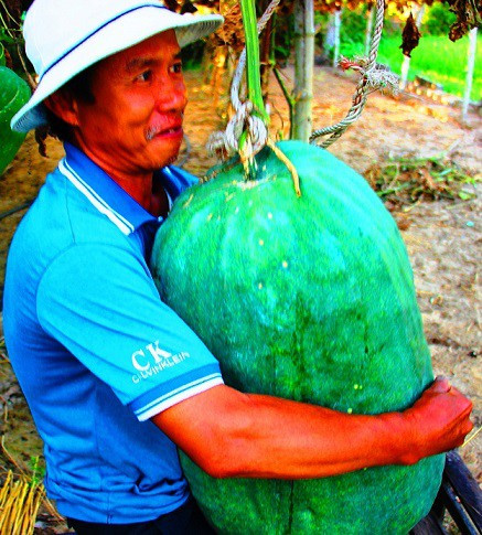 Loại bí đao khủng này chỉ làm duy nhất 1 vụ trong năm, từ tháng 11 (âm lịch) đến tháng 3. Không chỉ có ưu thế bởi trọng lượng “khủng”, sau khi thu hoạch giống bí đao này có thể để được cả năm không bị hư hỏng.